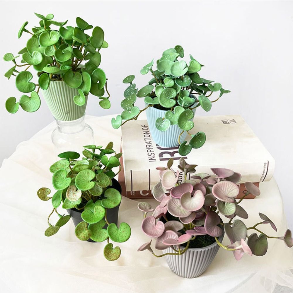 Plantes succulentes oligvertes - Home Office Word avis et prix