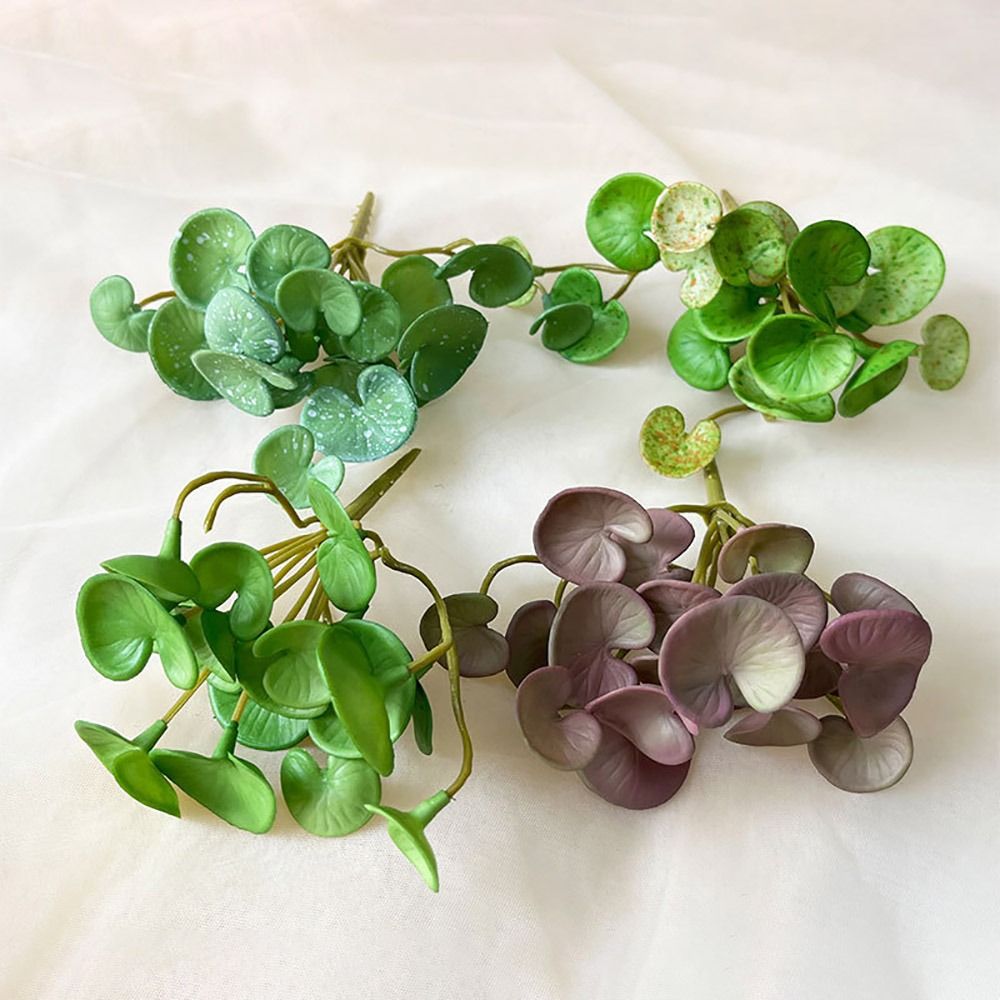 Plantes succulentes oligvertes - Home Office Word avis et prix