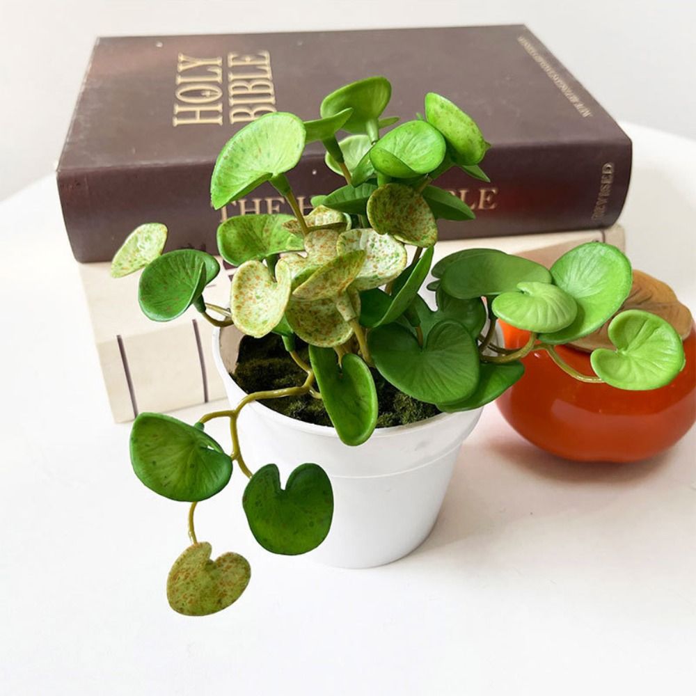Plantes succulentes oligvertes - Home Office Word avis et prix