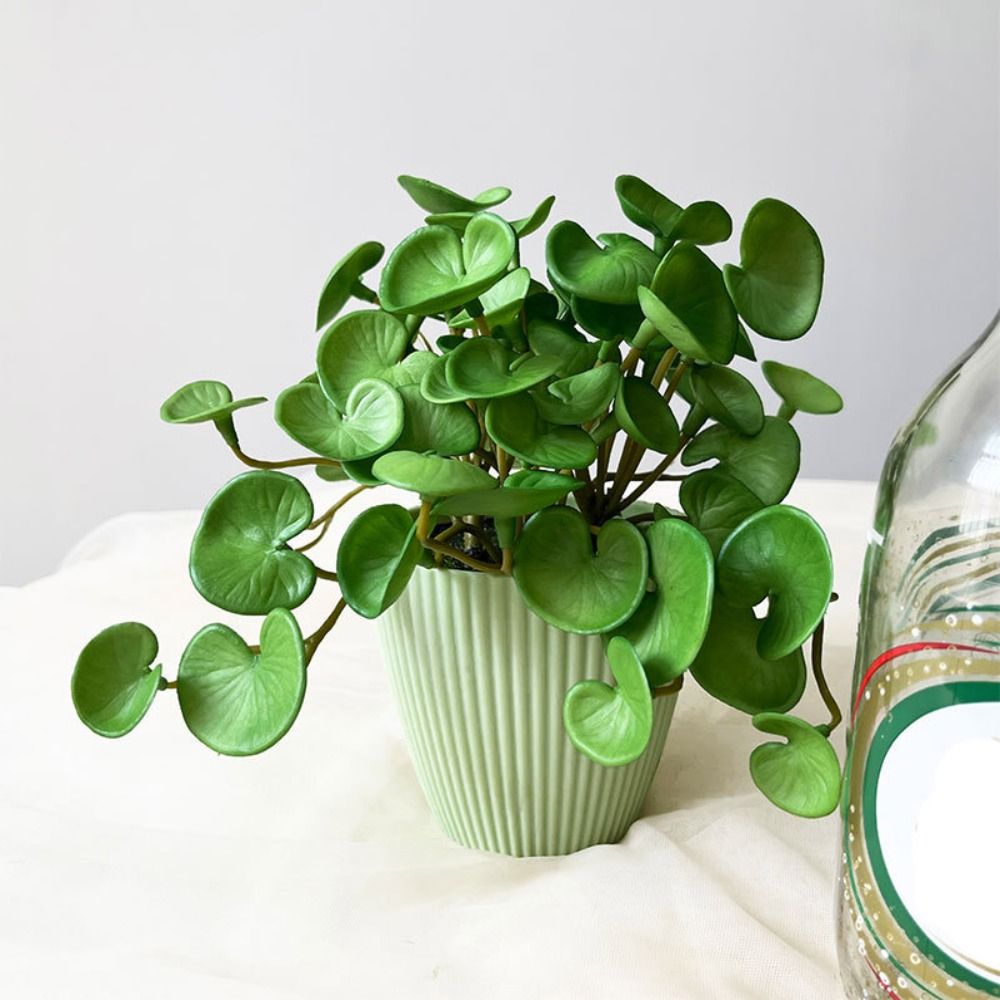 Plantes succulentes oligvertes - Home Office Word avis et prix